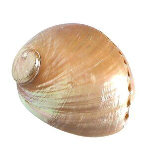 Rare 6.5" Polished White Abalone Mother-Of-Pearl Shell Collectible